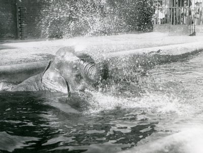 Indiarani badet in ihrem Pool, London Zoo, August 1923 von Frederick William Bond